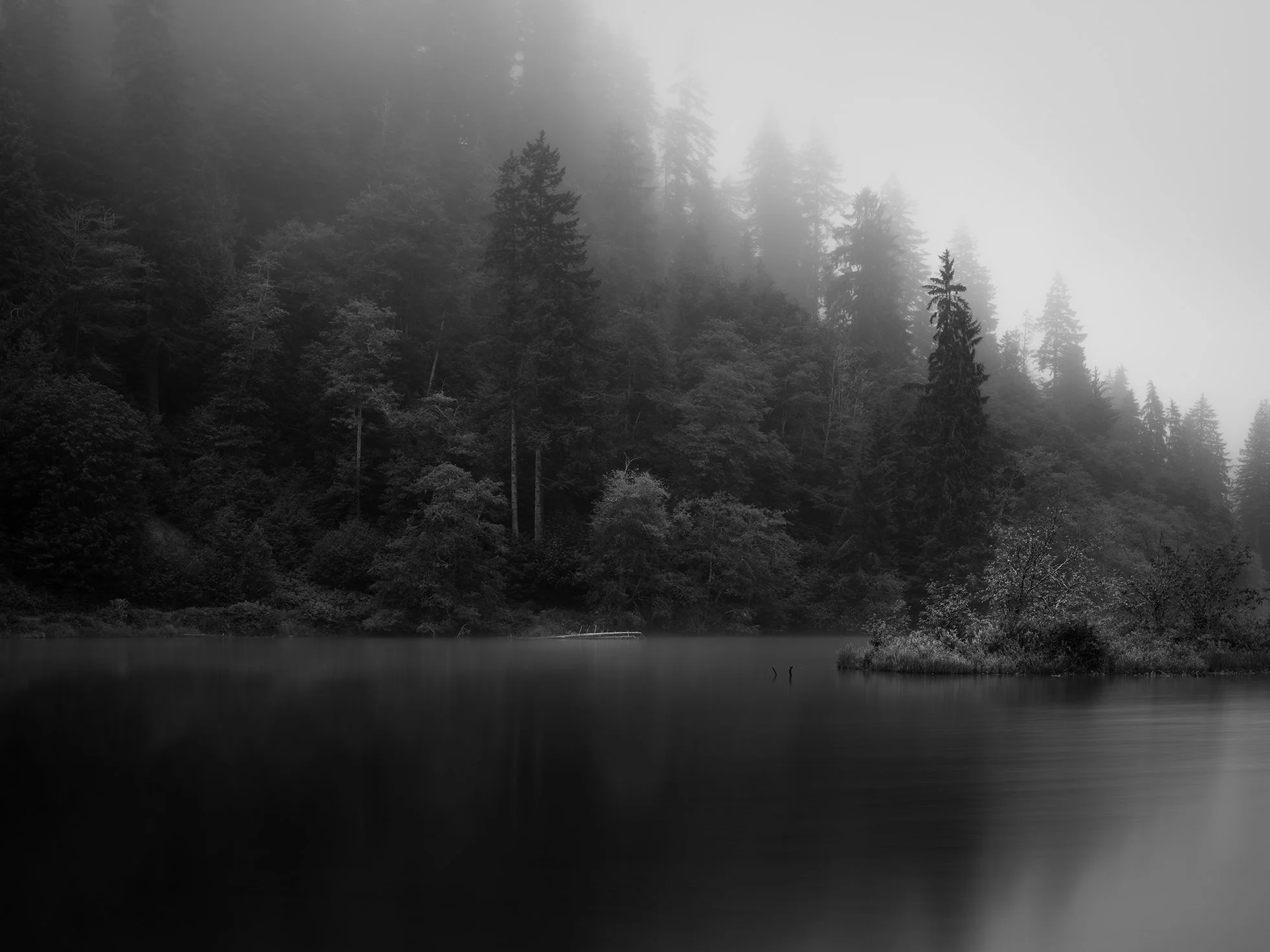 Black and white photo of a foggy forest with tall trees along a body of water.
