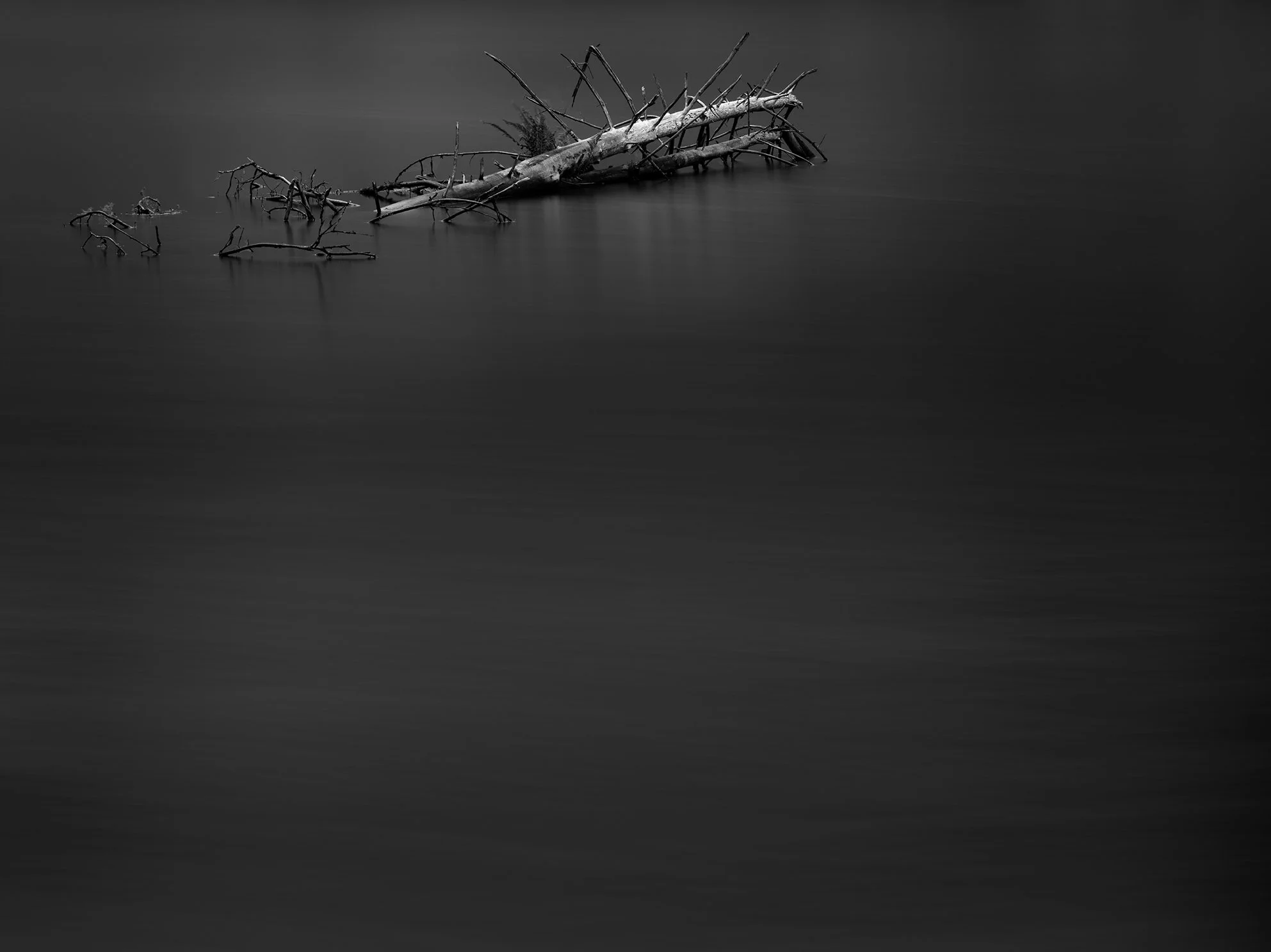 A fallen tree branch with multiple smaller twigs extends into water, creating a minimalistic and serene scene in black and white.