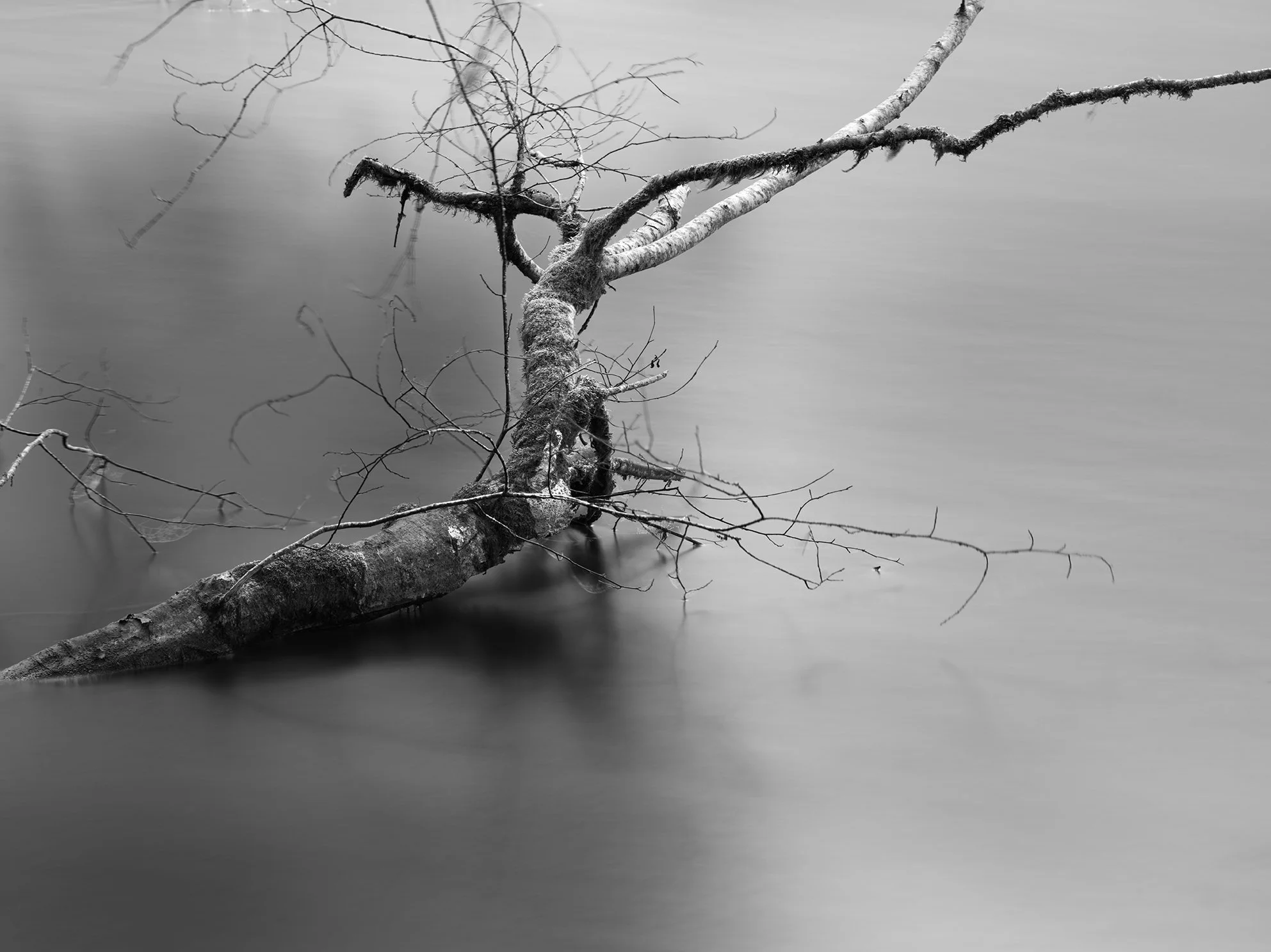 A fallen tree submerged in calm water, with bare branches above and reflections on the water's surface in black and white.