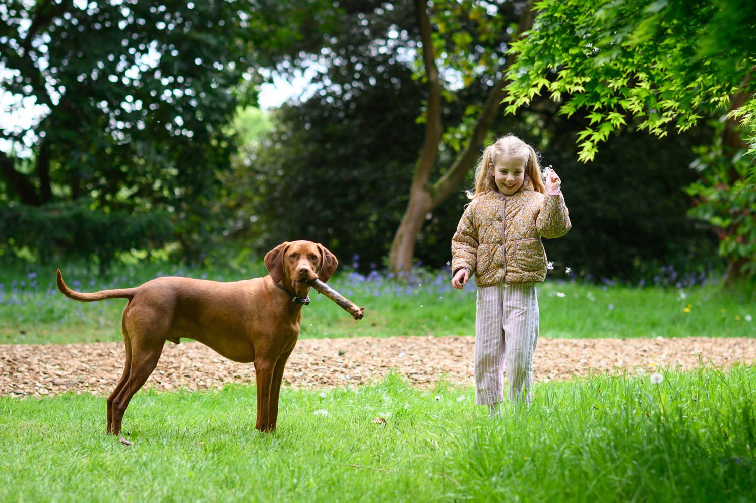 A young girl running on grass with a brown dog carrying a stick in its mouth in a park.