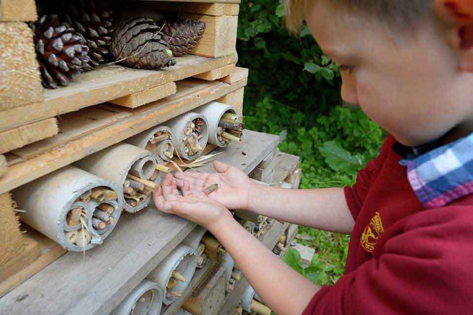 A young boy inspecting a row of bee cocoons with emerging peonies on top, in an outdoor setting surrounded by greenery.