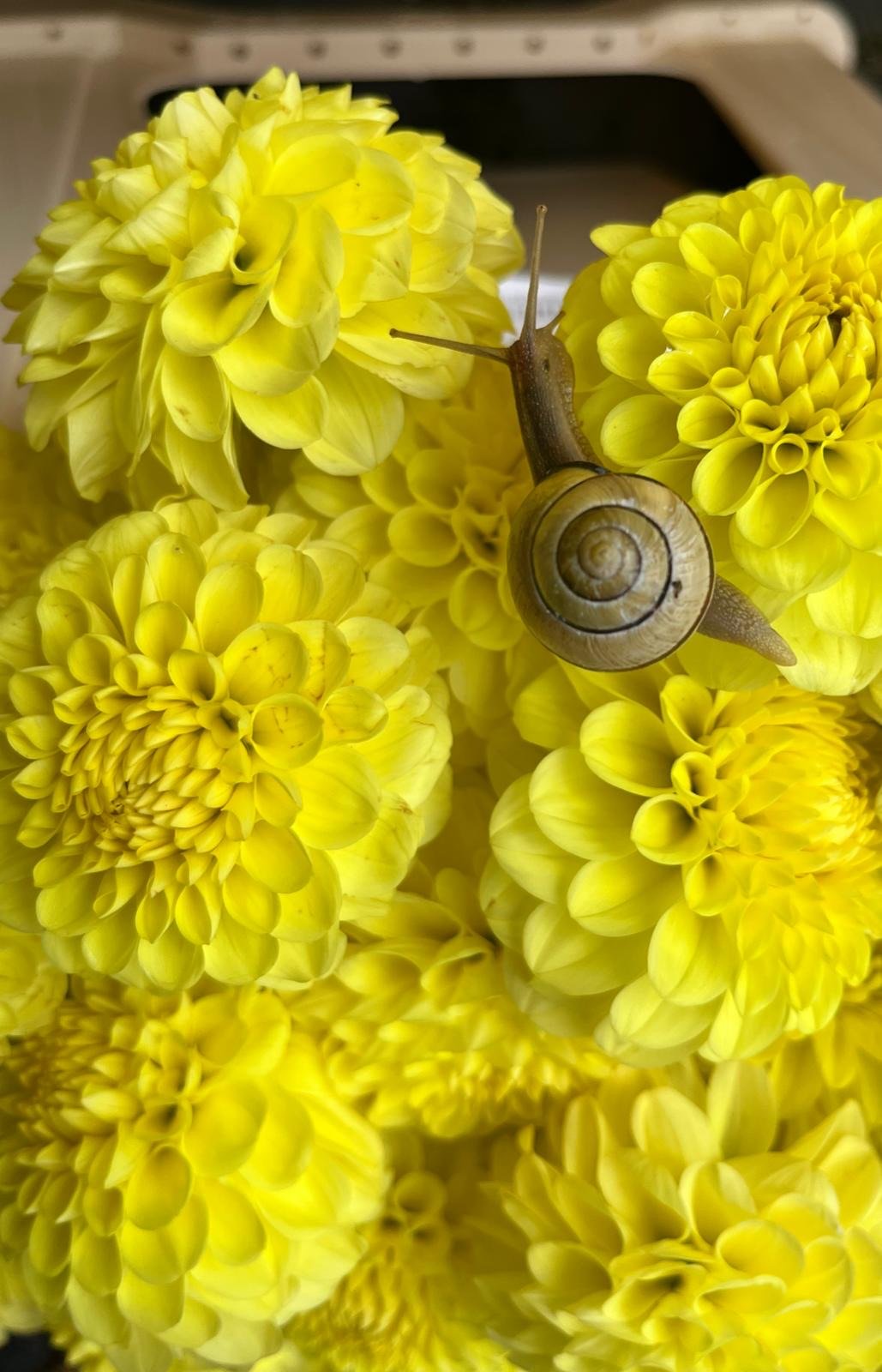 Eine Schnecke sitzt auf einer Ansammlung gelber Dahlienblumen.