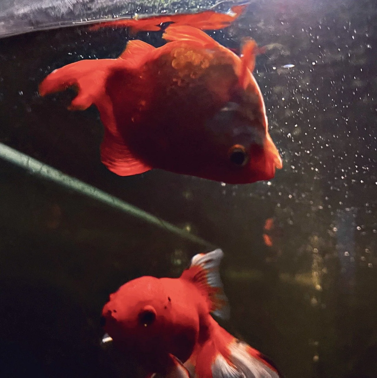 Elysian 343 Large.jpeg