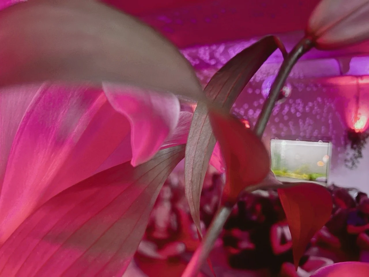 Elysian 82 Large.jpeg