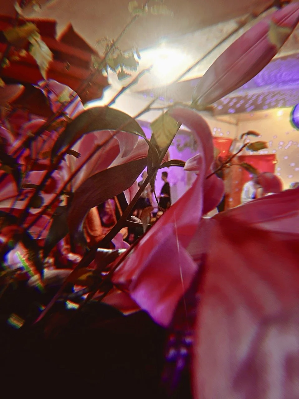 Elysian 183 Large.jpeg