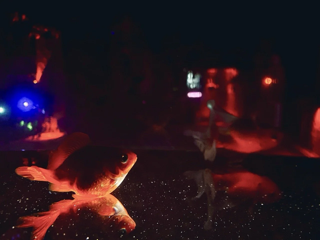 Elysian 366 Large.jpeg