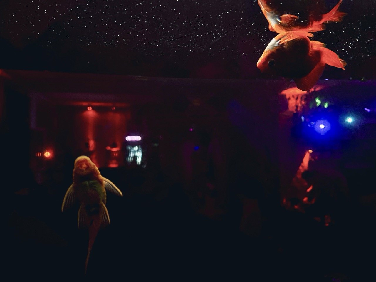 Elysian 367 Large.jpeg