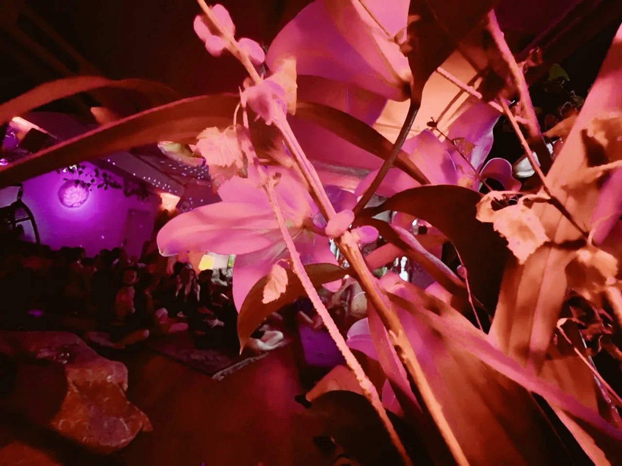 Elysian 81 Large.jpeg