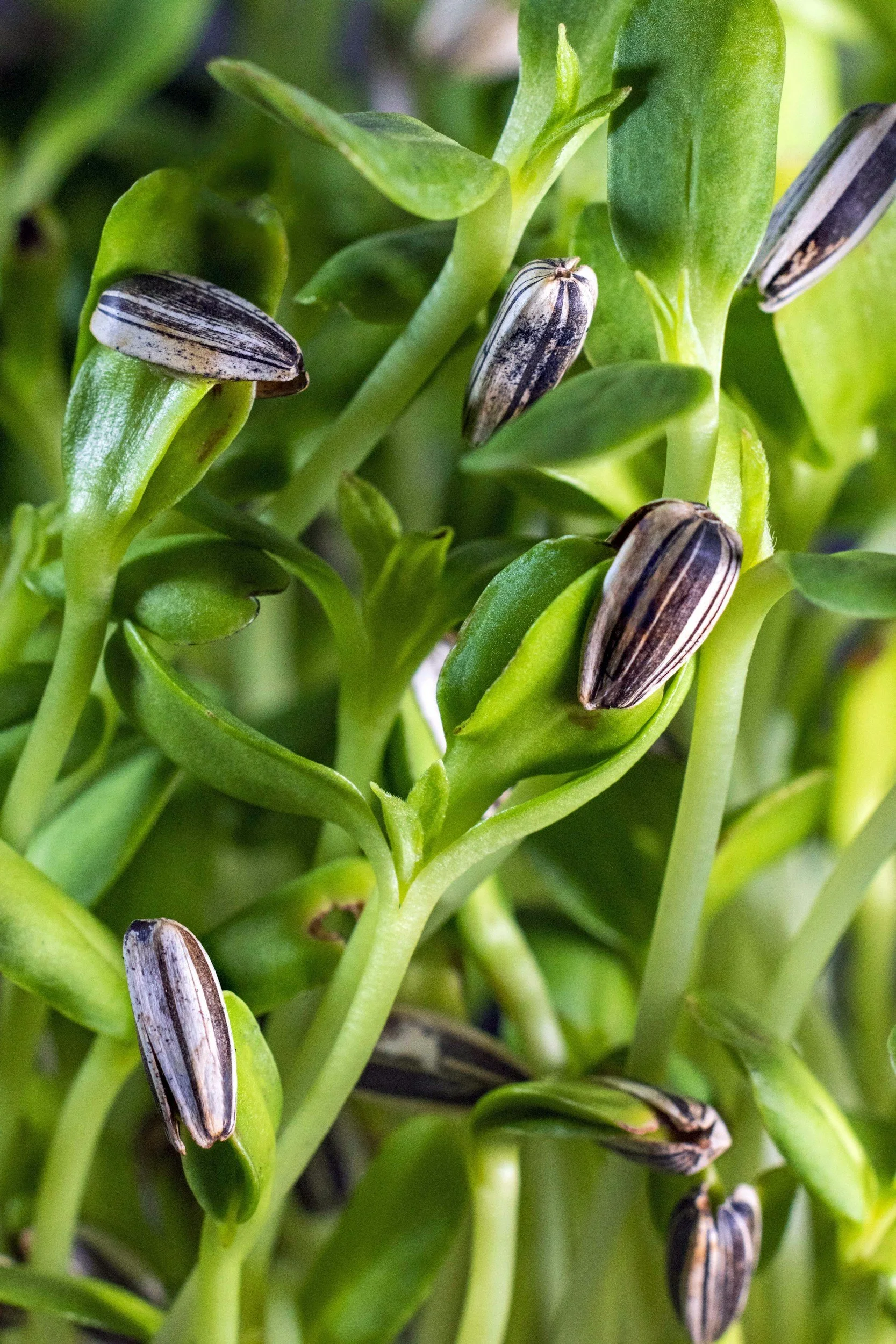 Atelier d'introduction aux micropousses et germinations