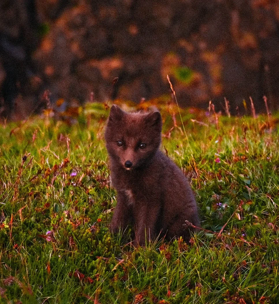 _DSF5972.jpg