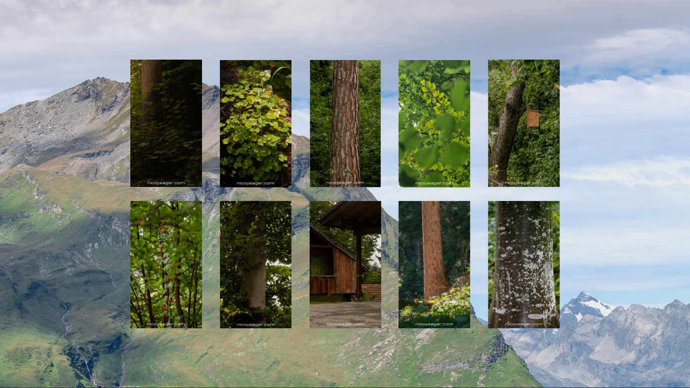 10 Swiss Forest Wallpapers for Phones