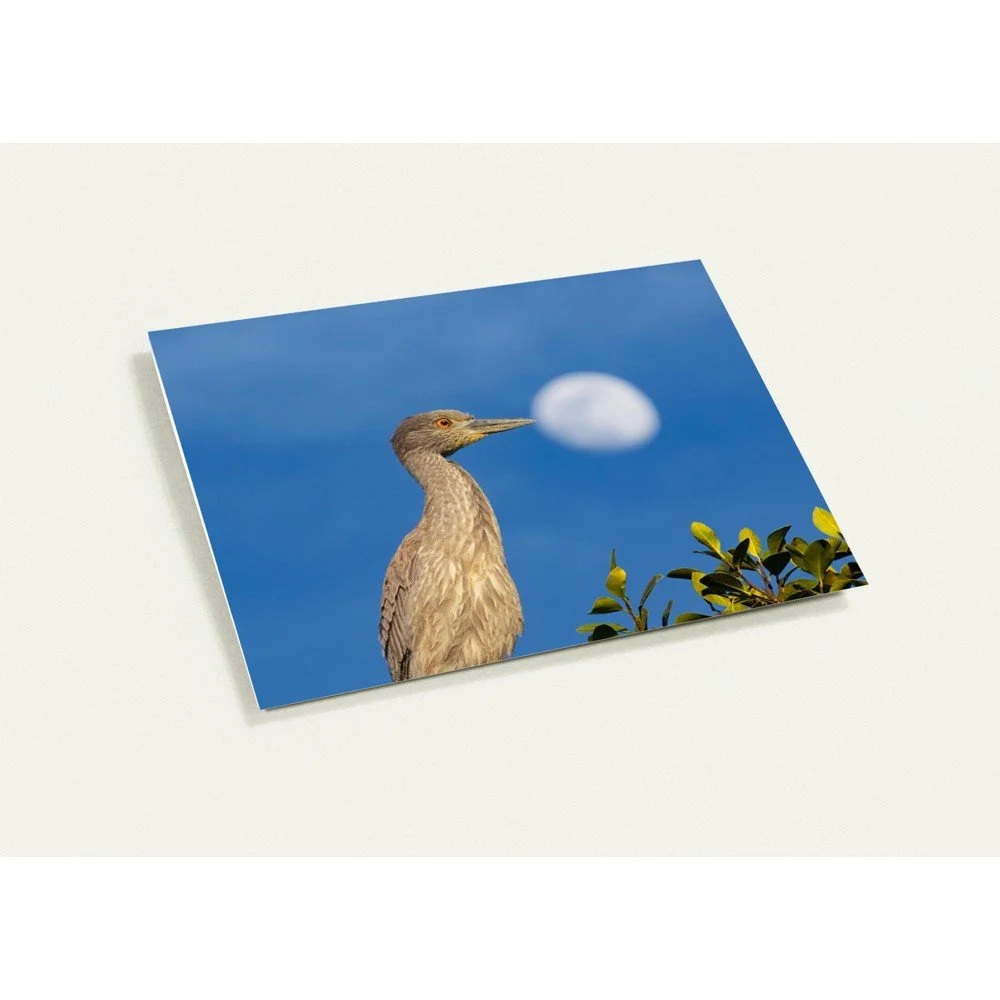 Yellow Crowned Night Heron Thank You Cards