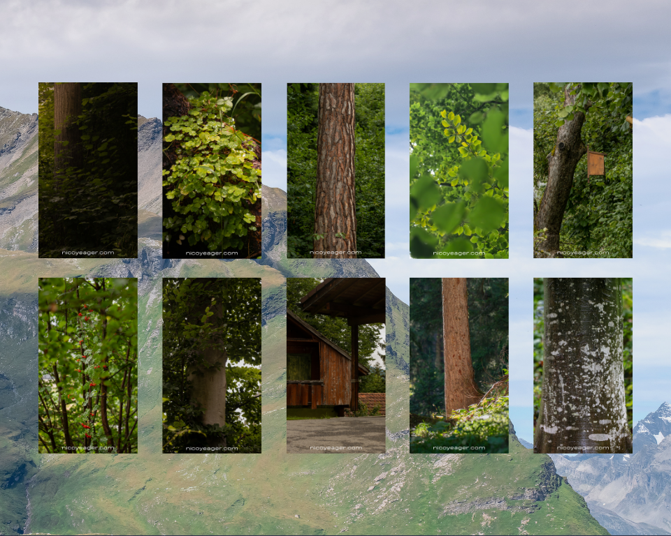 SWISS+WALLPAPER.png