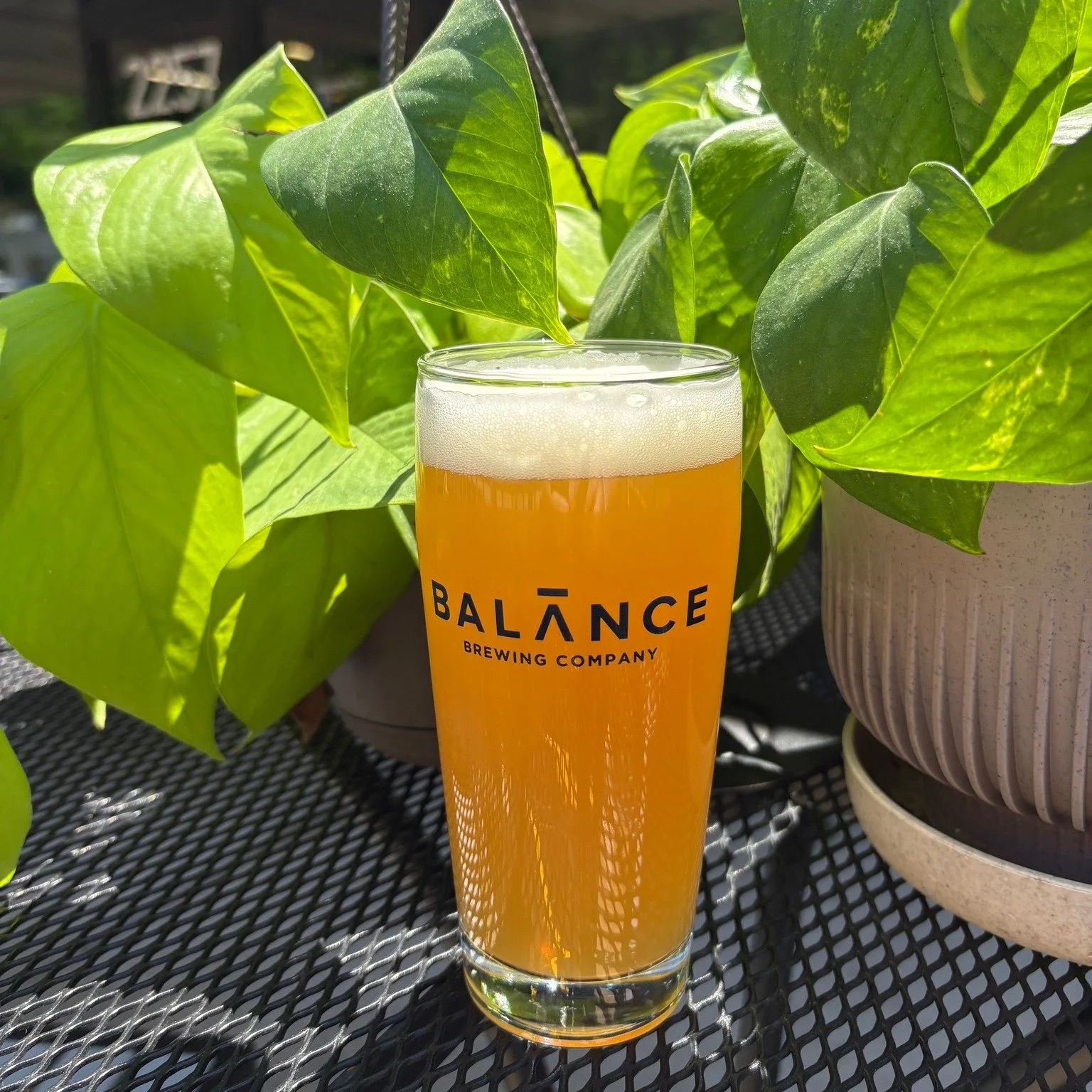 A bright orange beer in a Balance Brewing glass sits in front of a bright green plant.