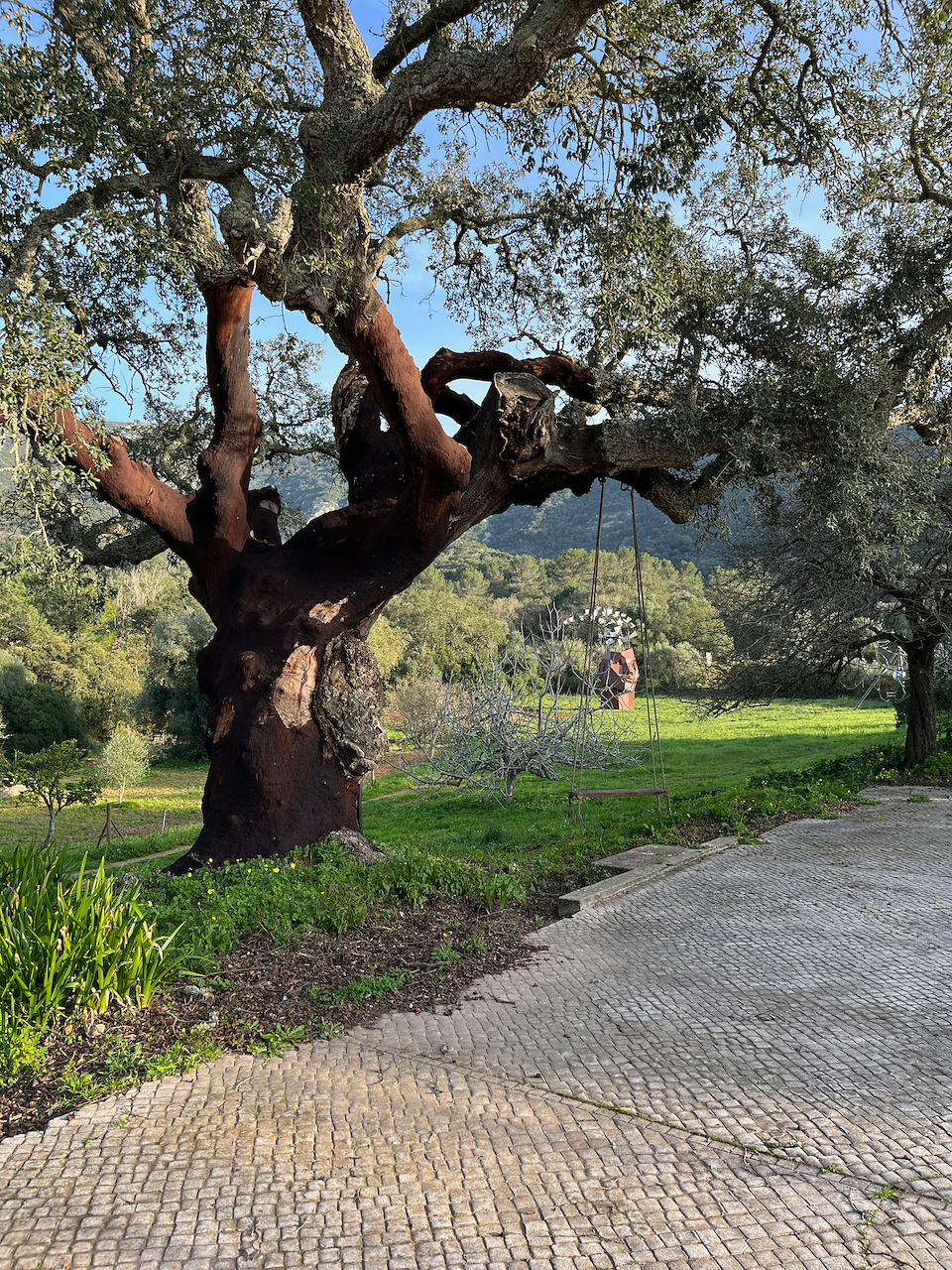 A large tree with a sturdy trunk and sprawling branches, some trimmed, next to a cobblestone pathway in a park or garden setting with grass, shrubs, and other trees in the background under a clear blue sky.