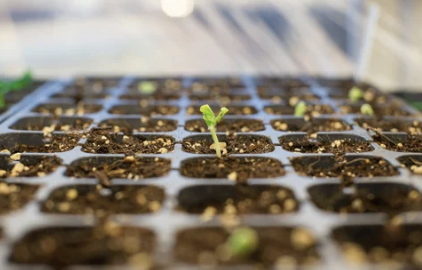 Hands-on Workshop: Start Your Own Seeds