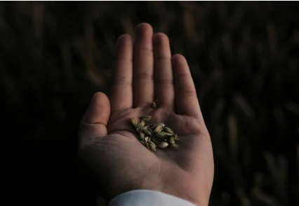 Hands-on Workshop: Saving Seeds