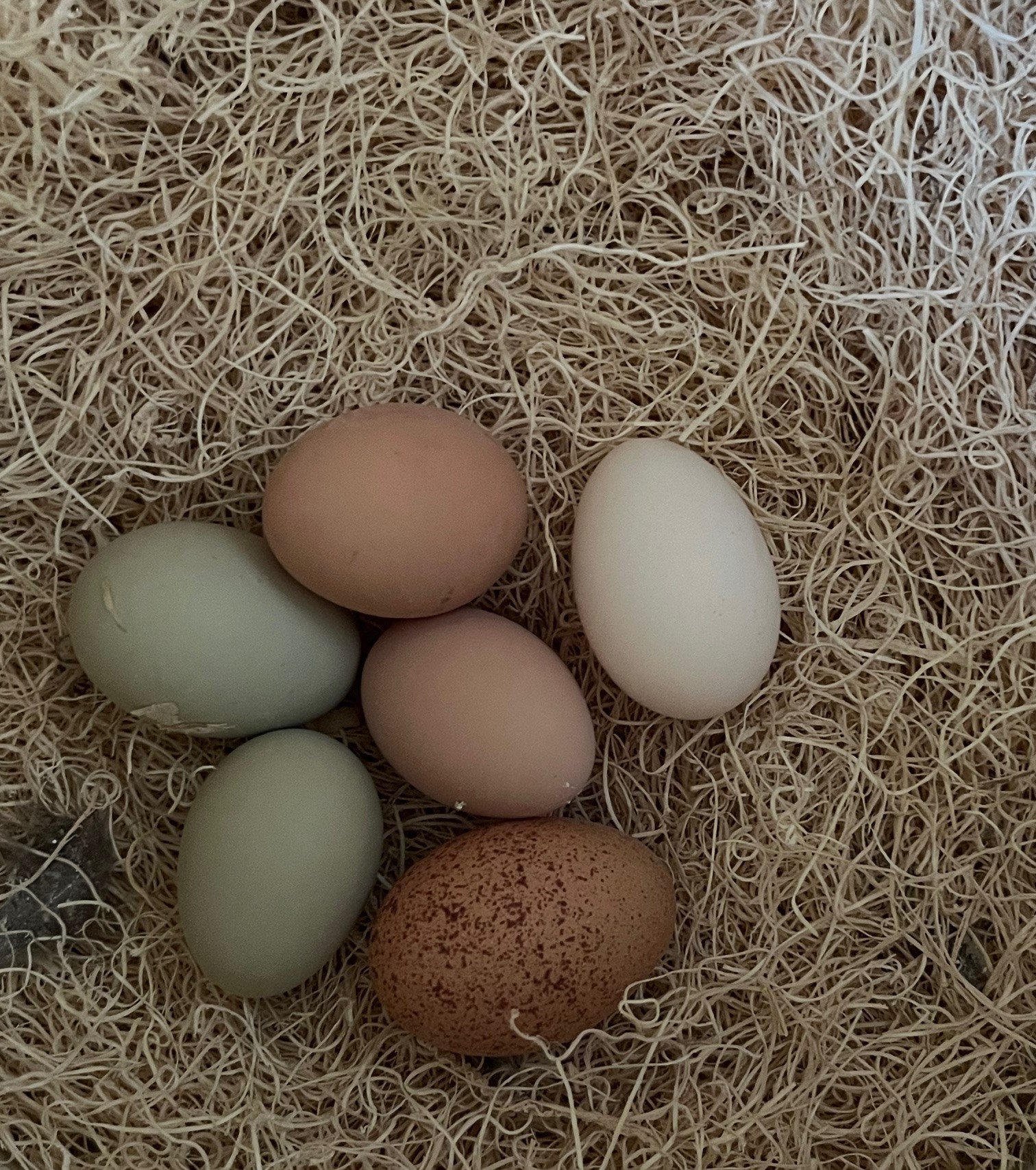 Pasture Raised Chicken Eggs