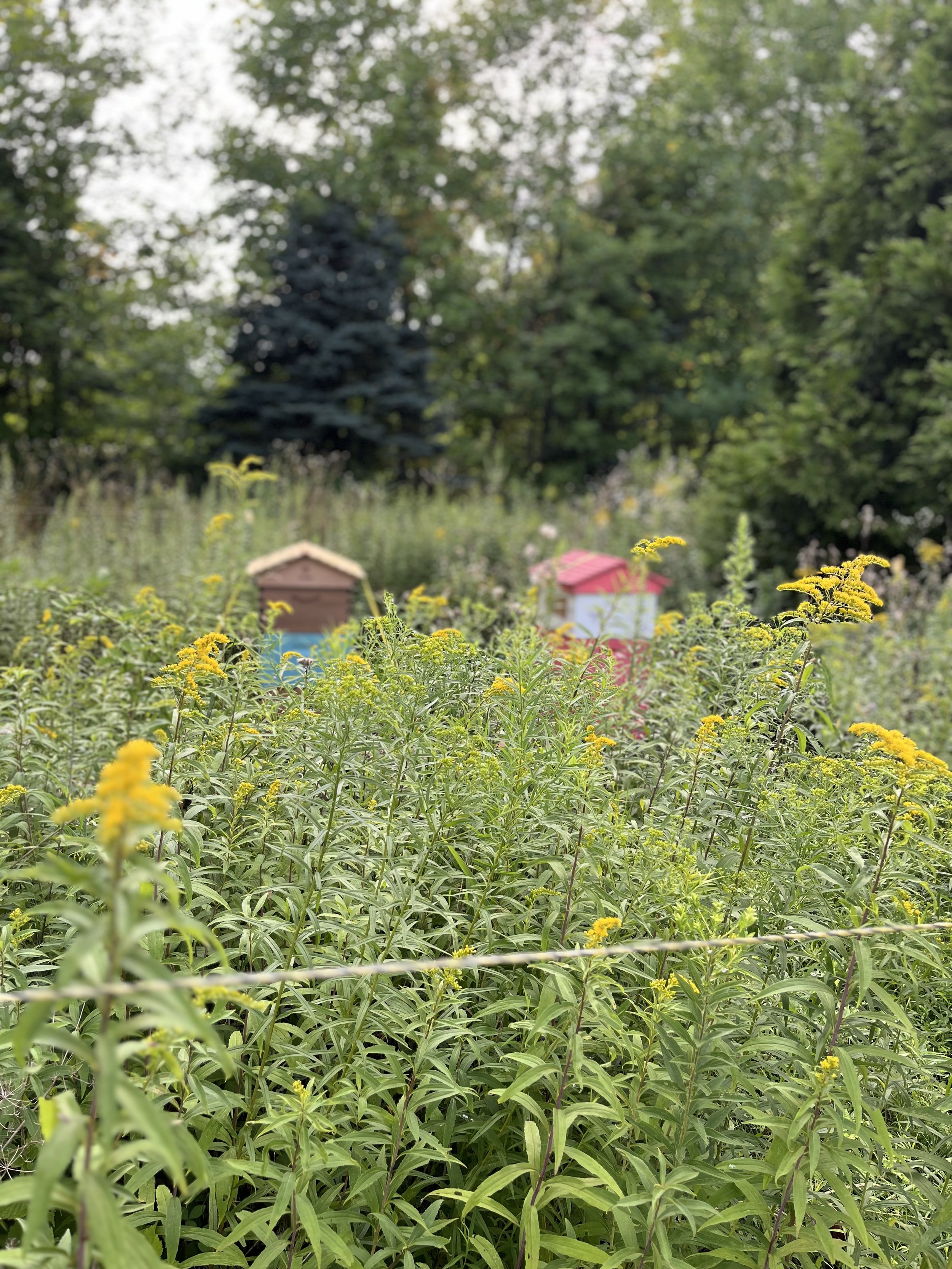 Fiddler's Farm Apiary