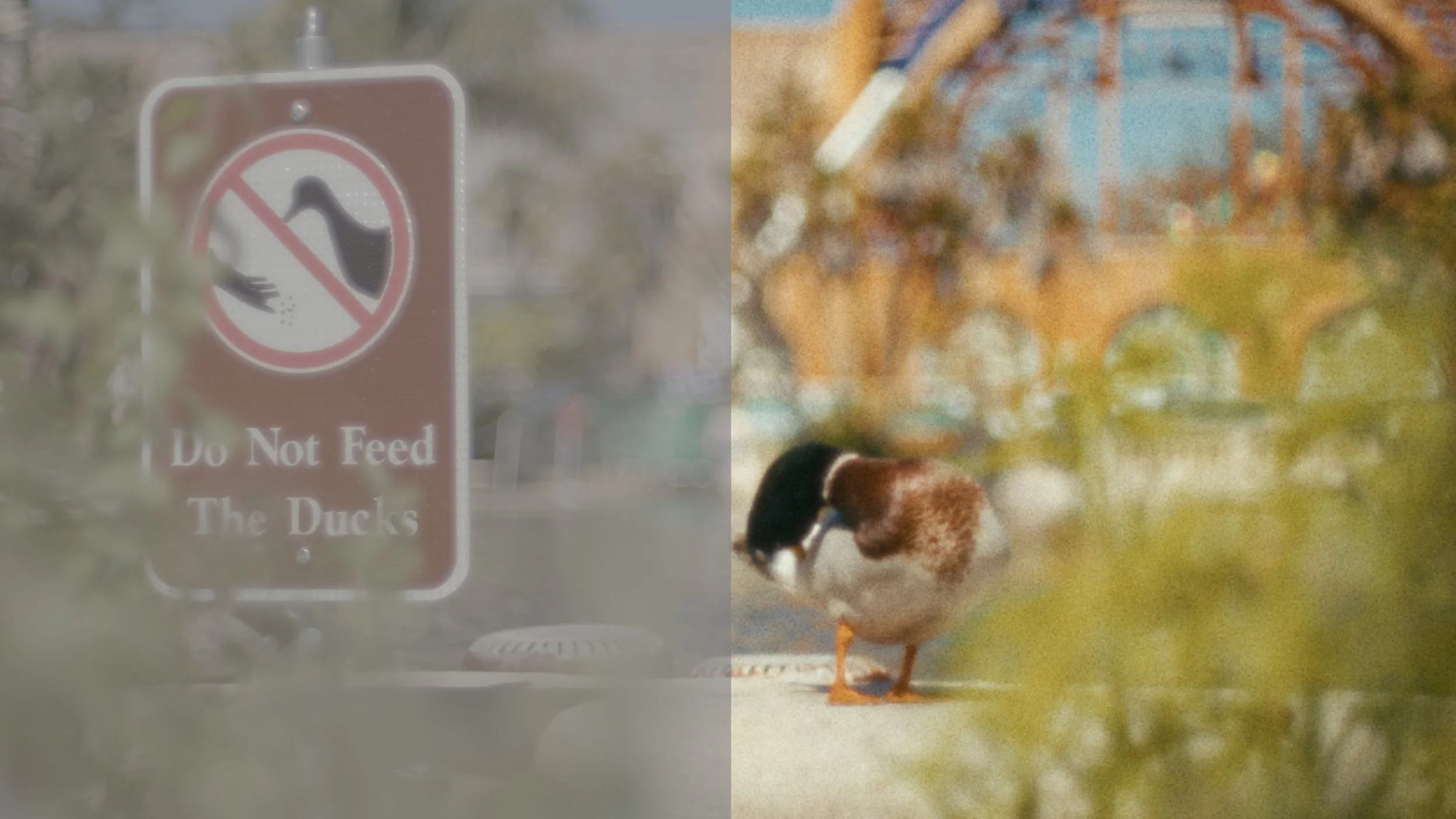 Spectra Super 8 graded frame 1