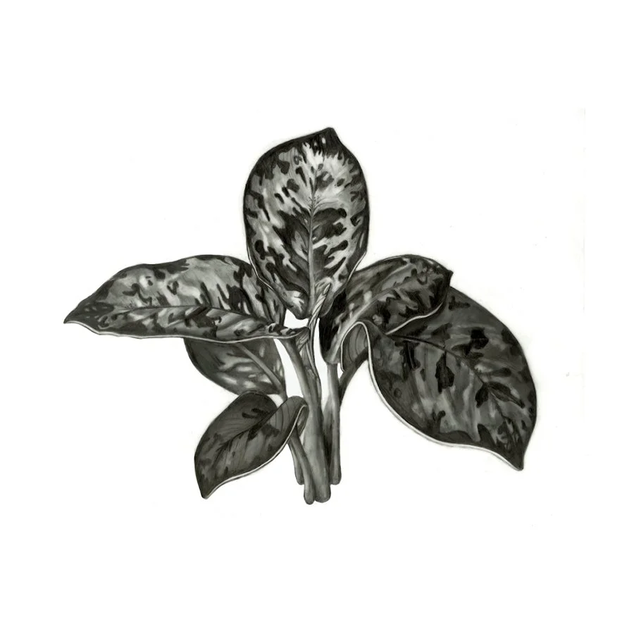 Homalomena walissii