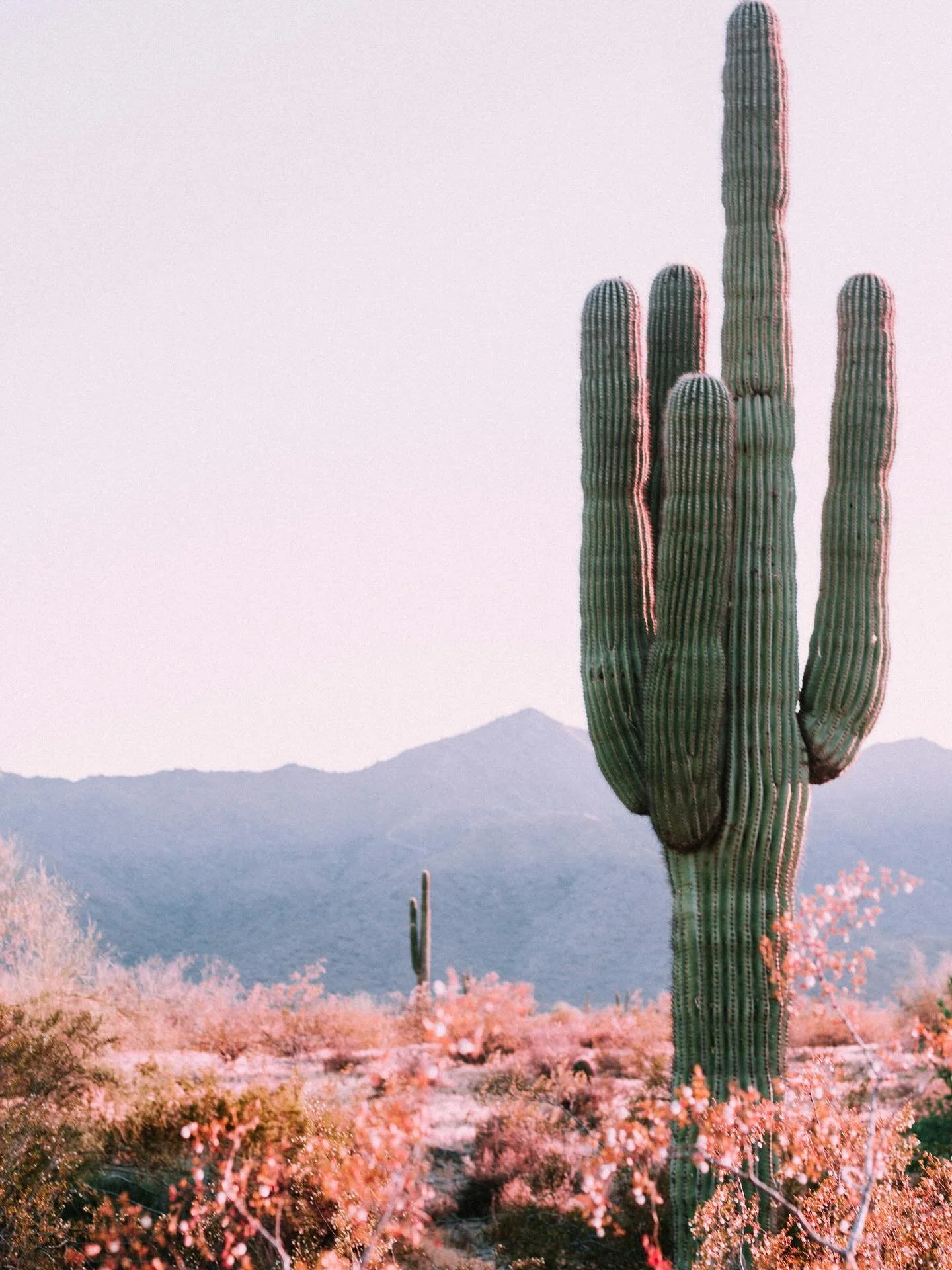 Arizona has been such an inspiring place to live and grow my business 🌵

There&rsquo;s something about the sunsets, the calm energy, and the creative community here that just hits different. It&rsquo;s given me space to think bigger, create more fre