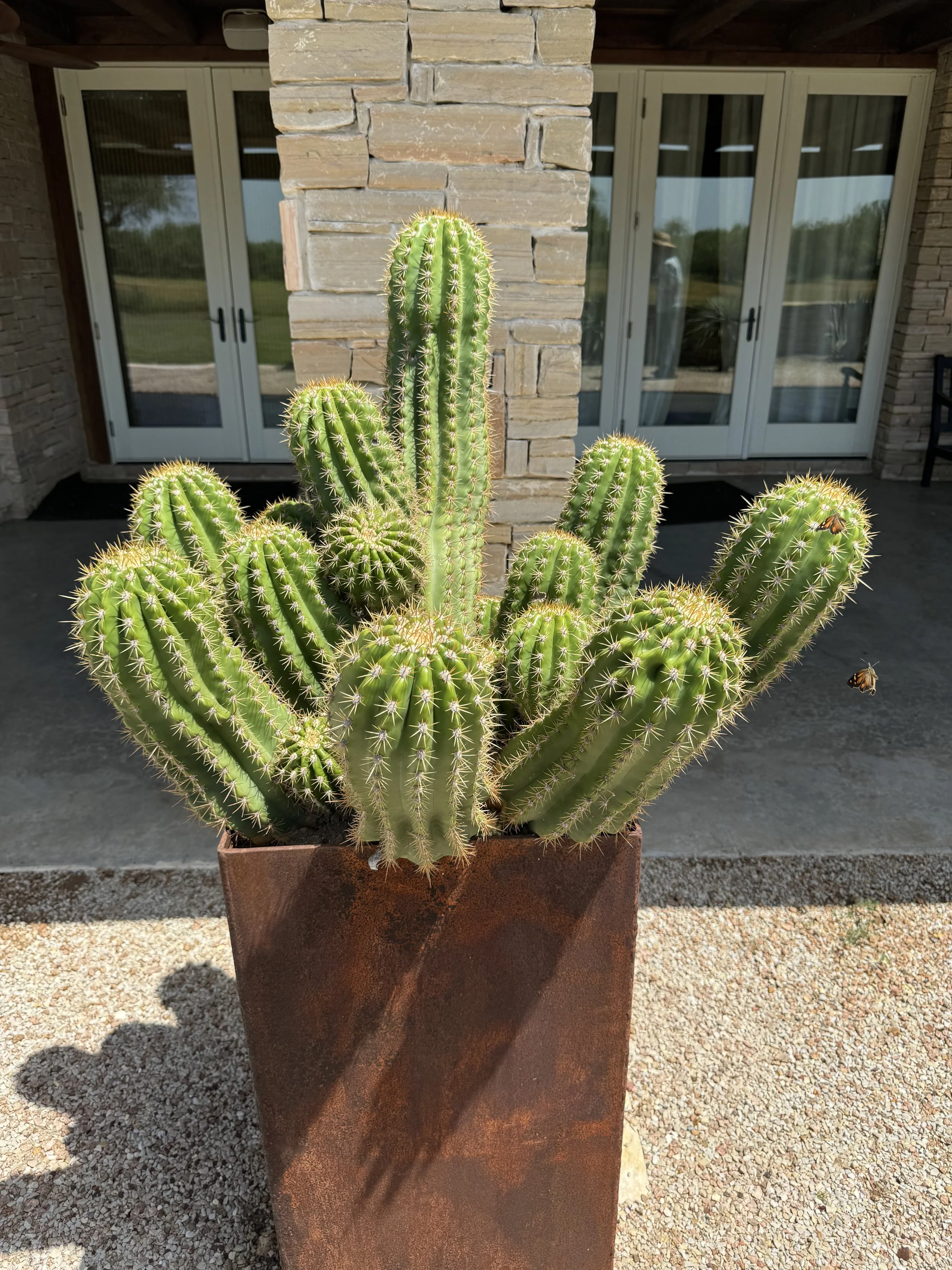 Green cactus plants in a rust-colored pot outside a house with brick and glass doors.
