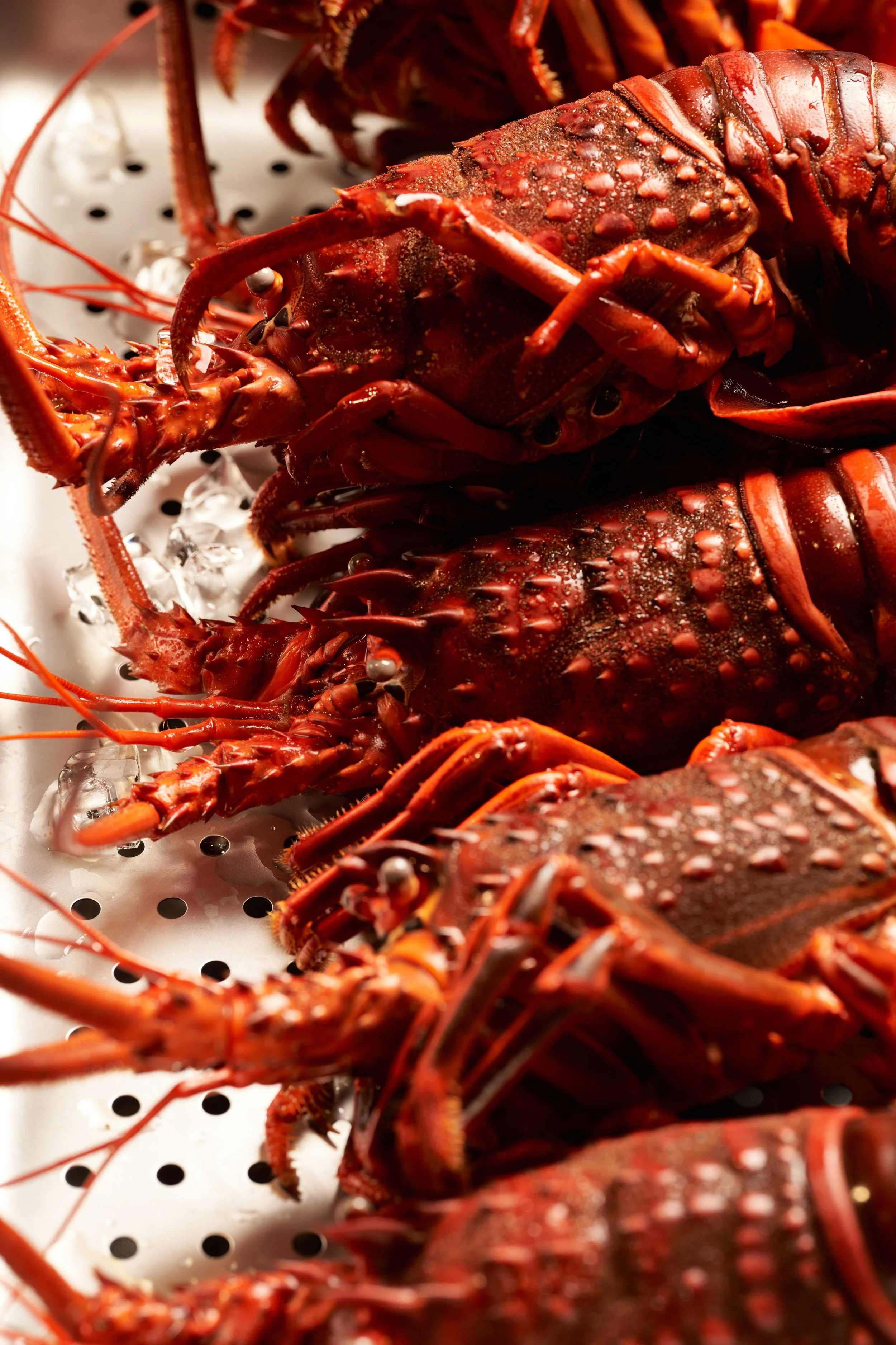 156_231104_WERK CREATIVE_PYRO_FINAL_72DPI.jpg