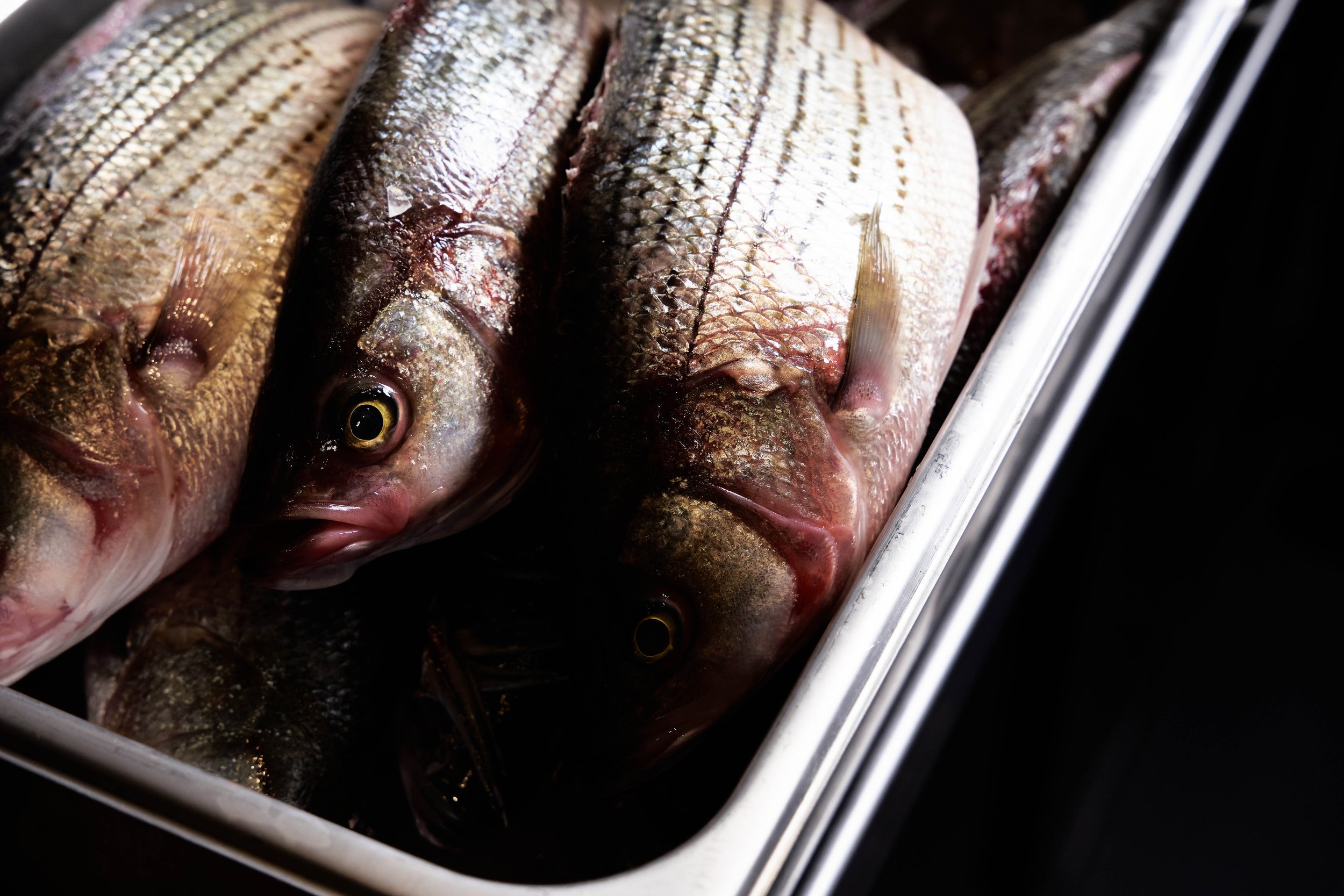 022_231104_WERK CREATIVE_PYRO_FINAL_72DPI.jpg