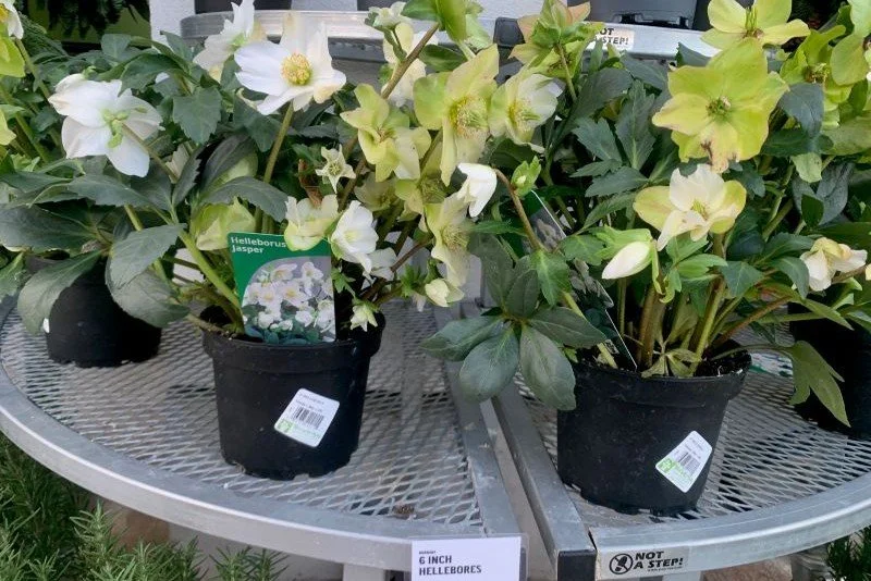 Hellebore: How We Got Our Name