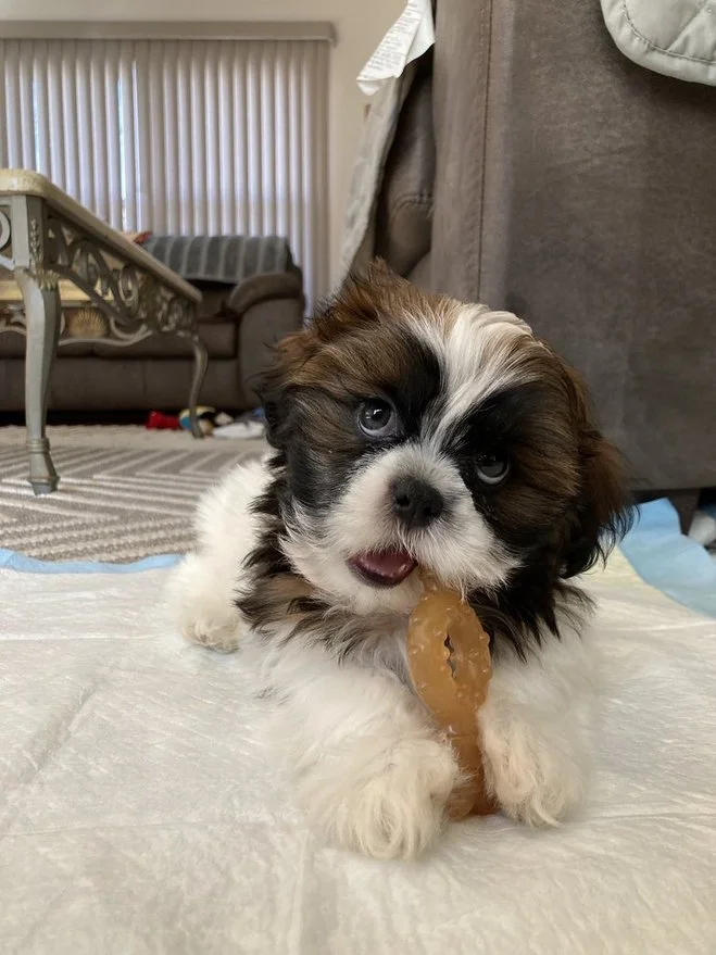 tiny fluffy dog with black, brown and white fur and a little pink tongue, standing on honey hardwood floors. He looks like gizmo from the movie Gremlins.