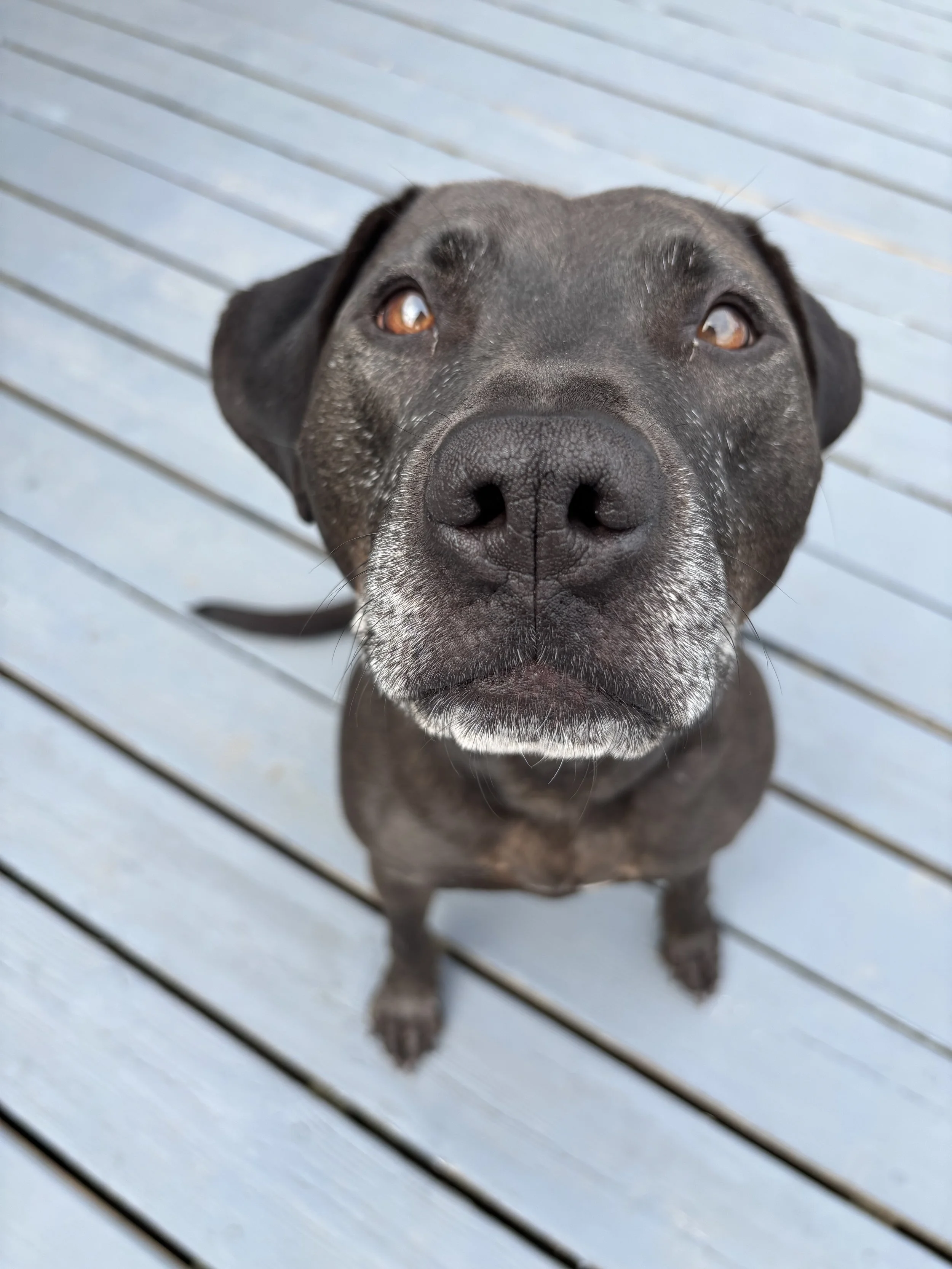 Rusty brown pitpull getting his chin scratched while looking directly at the camera with brown eyes