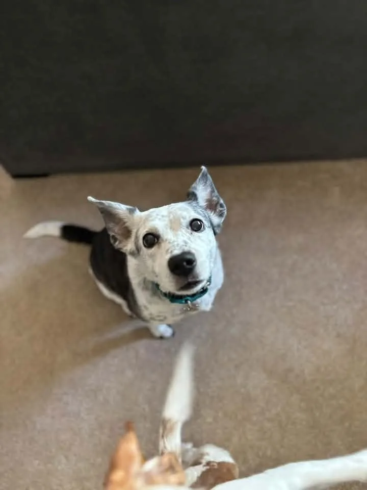 Black and white mixed breed dog looking back at their owner with her mouth open and tongue hanging out. She has brown eyes, black, noes, and black freckles. She is sitting on a multicolored tile floor with cream walls and orangey wood door