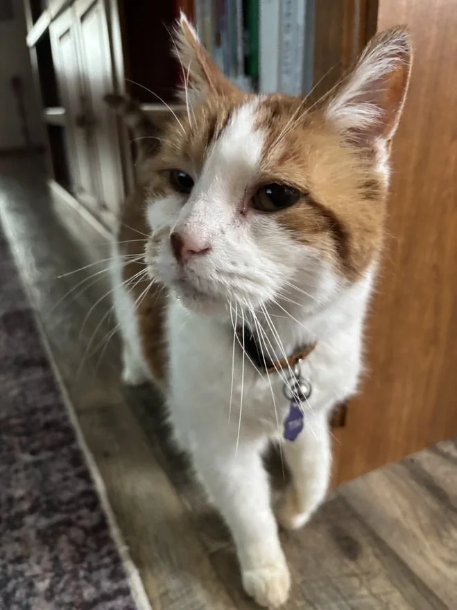 Orange and white cat getting their neck petted, standing on a mustard yellow towel
