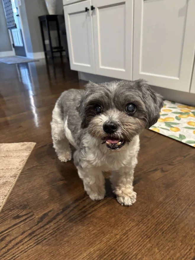 Small white and gray dog looking left with her tongue out, wearing a pink harness. Standing in green grass with brown mulch on the right side. 