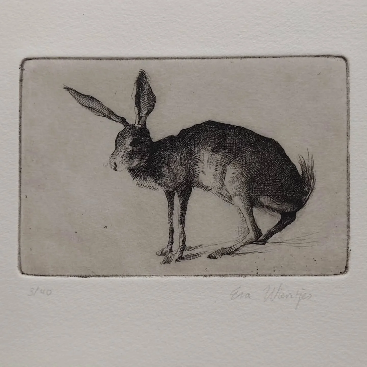 An etching of a hare. After a sketch I made at the natural history museum here in Florence.

Limited edition prints available! 

DM me for more information. 

🐰🐰