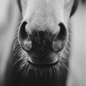 The "Preakness"