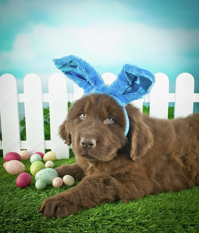 easter-pup.jpg
