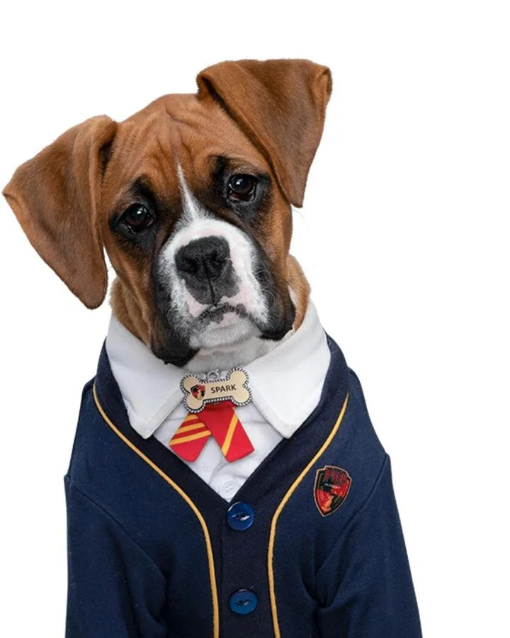 pupskool dailu.jpg