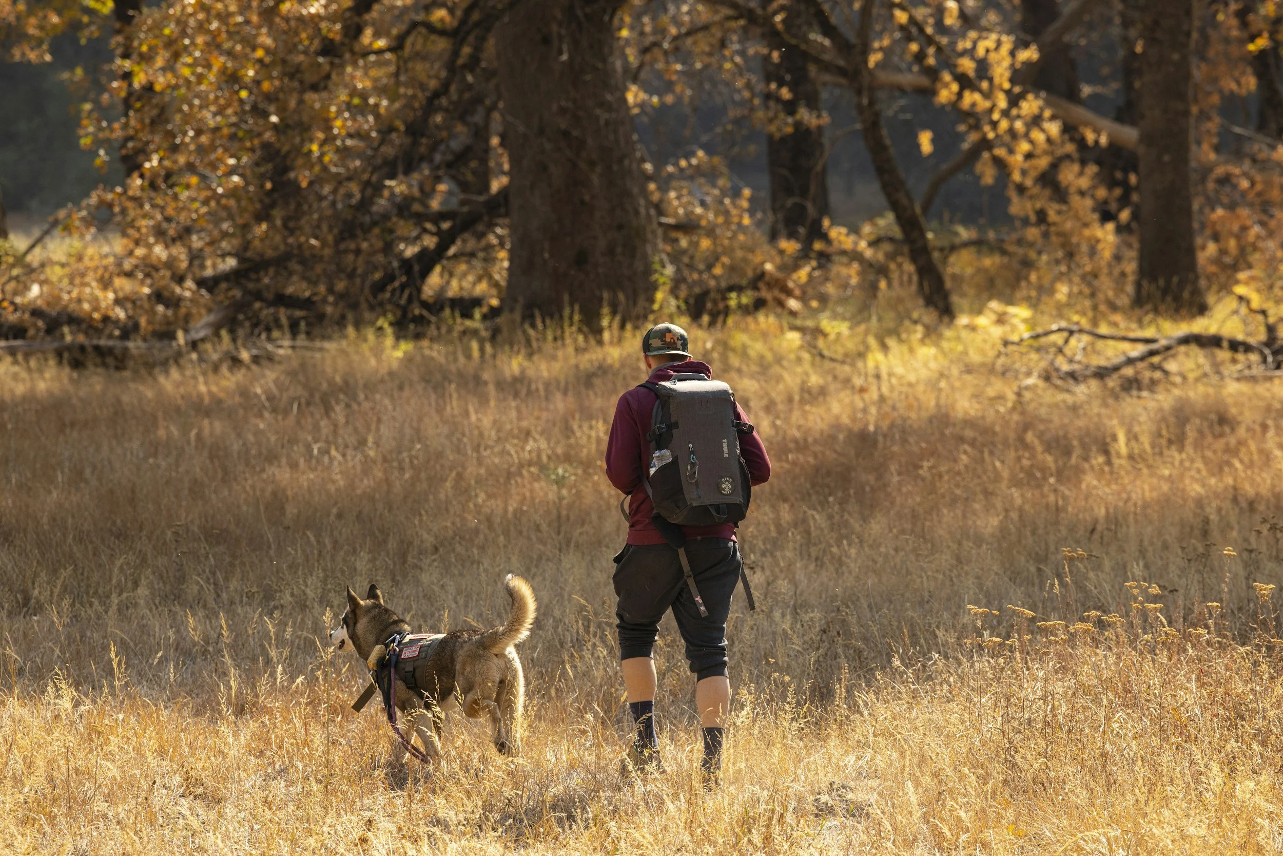 A man and a dog walking in a field.