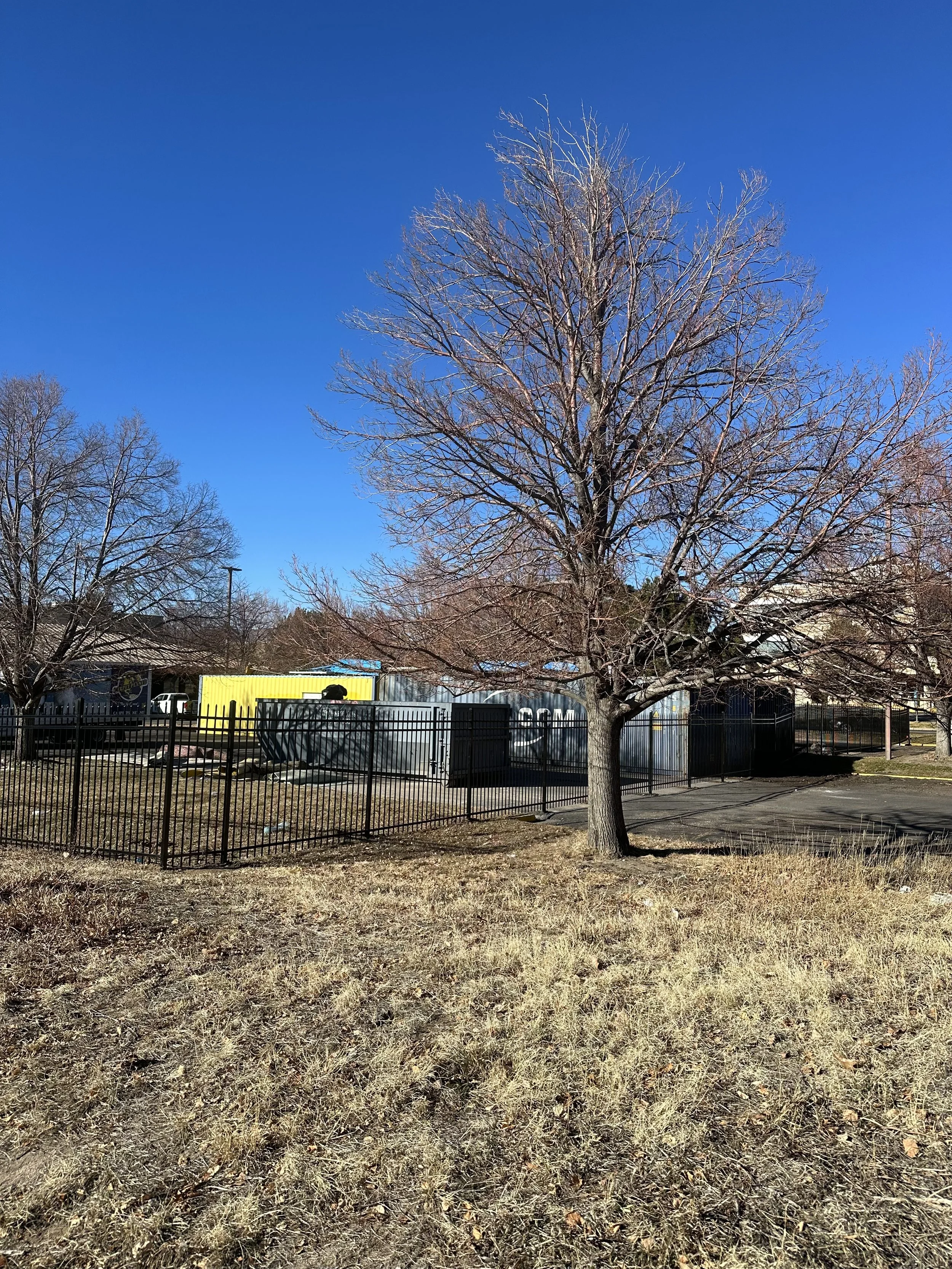 A leafless tree in a grassy area with a black metal fence and colorful storage containers in the background against a clear blue sky.