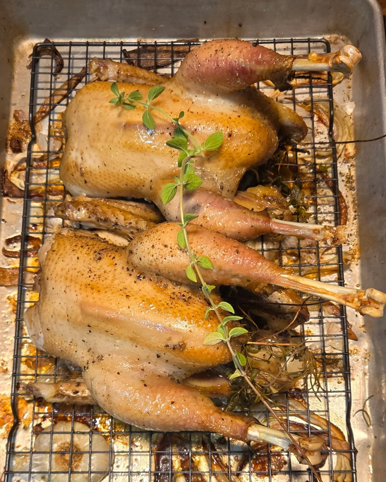 American Bresse Chicken