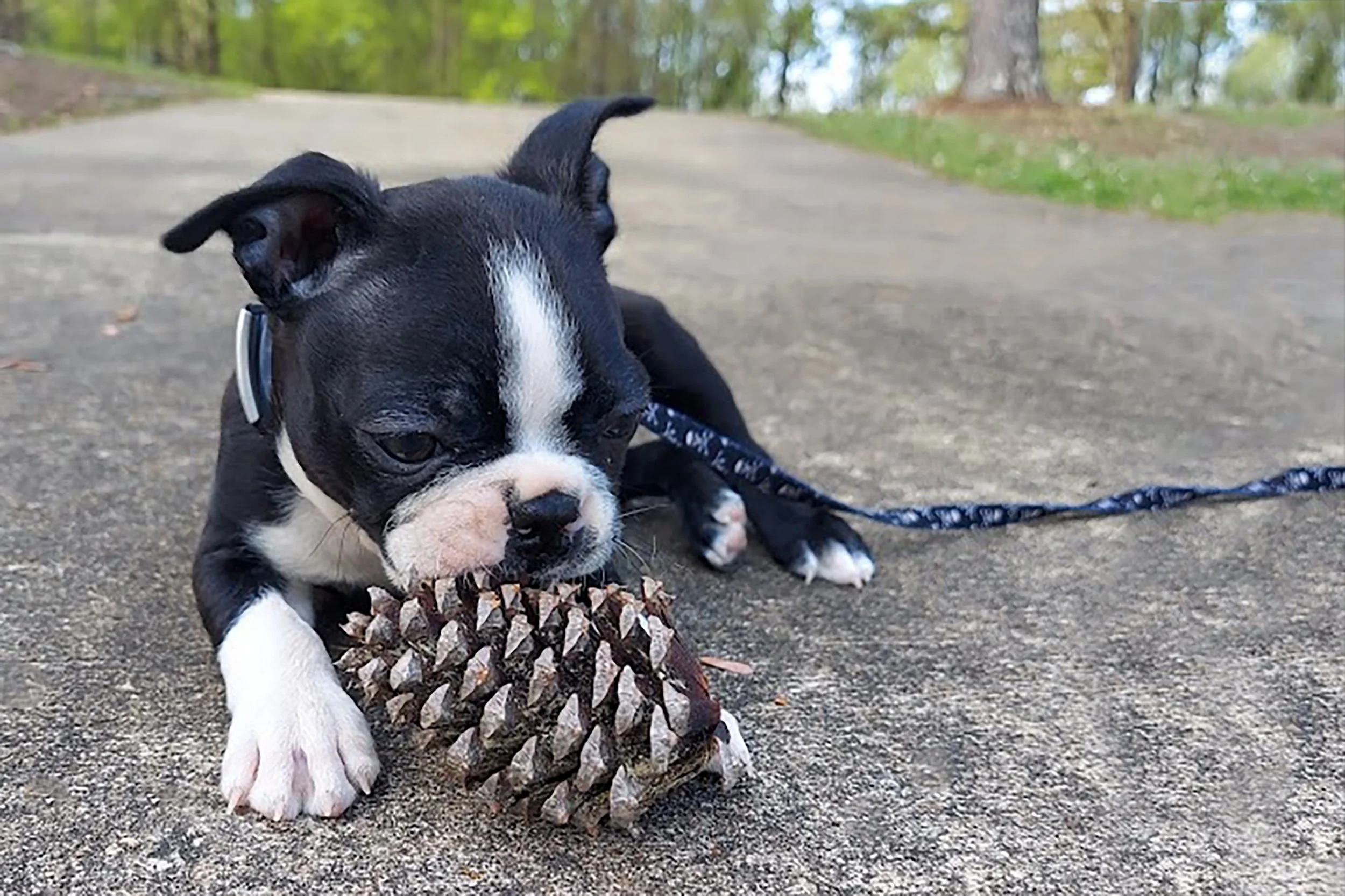 raster pinecone.jpg