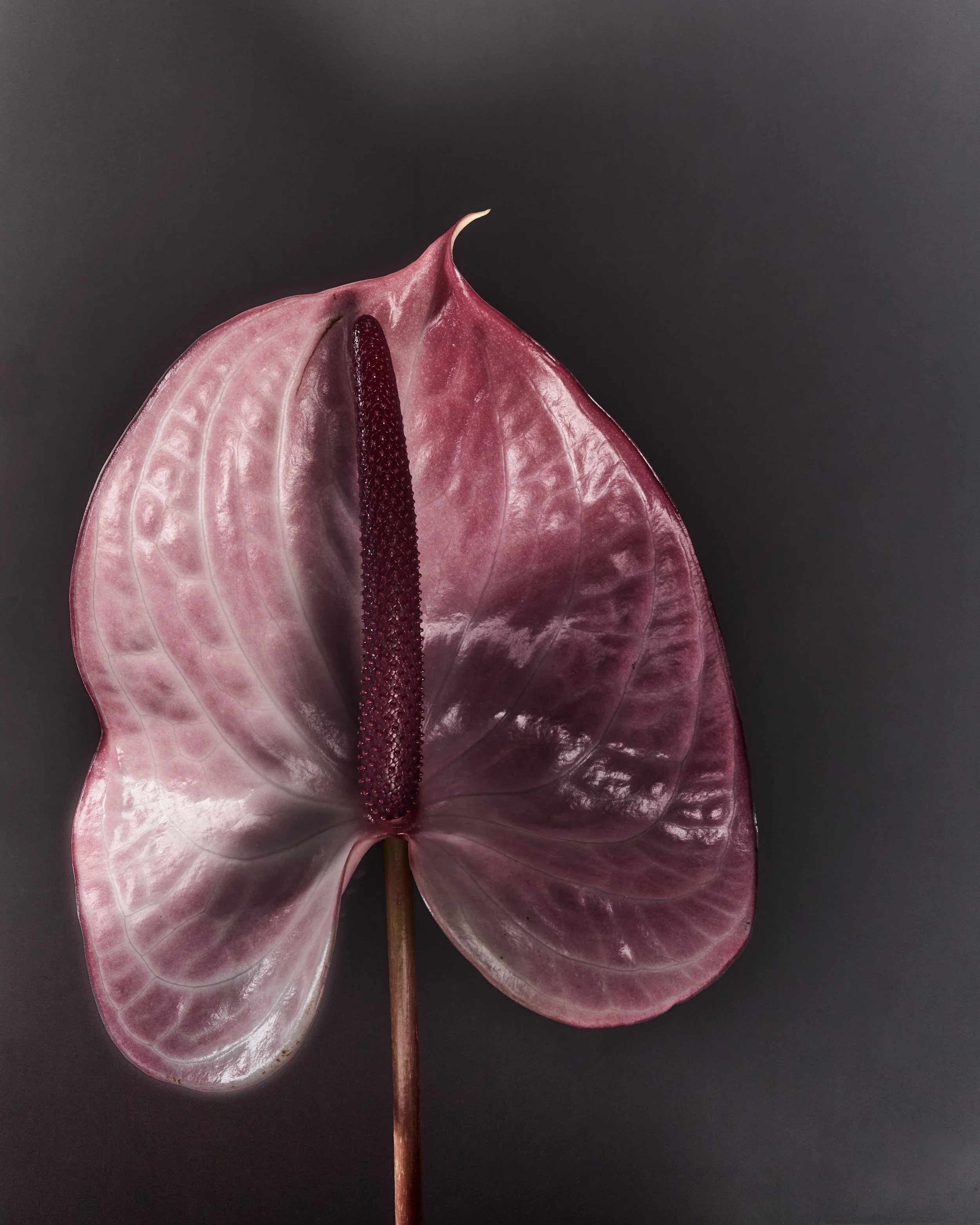 2026_01_28_HARUHARU WONDER_292.jpg