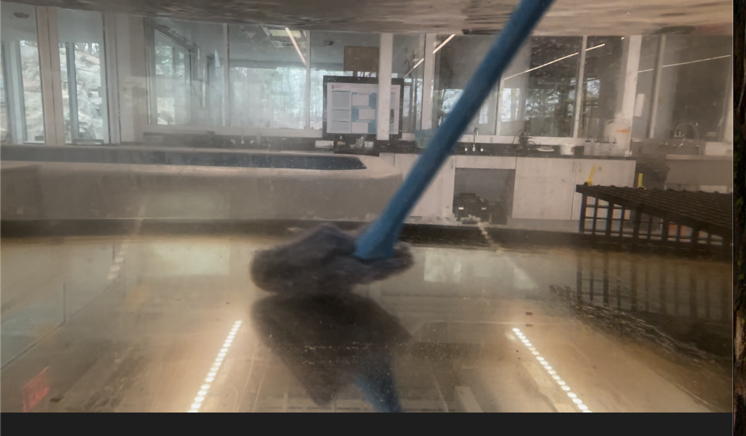 Cleaning tank (Pre corals: Dec 2024)