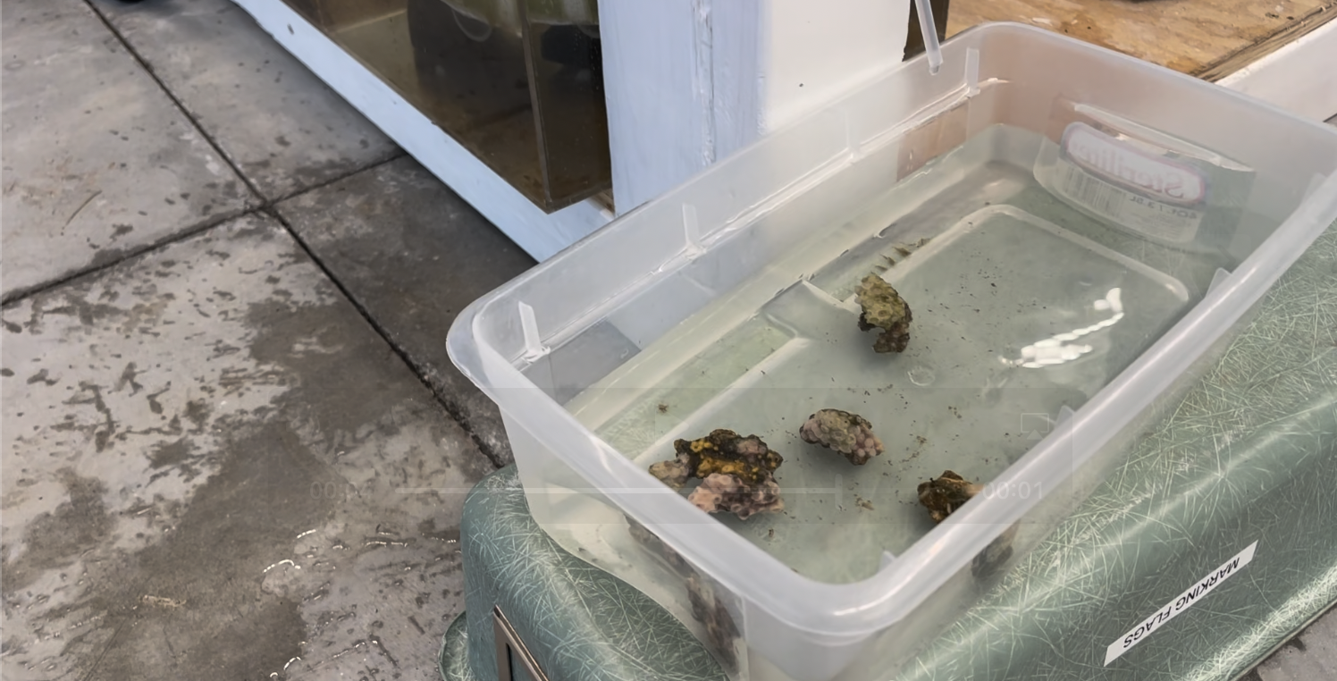 Corals arrived, water drip (March 2024)