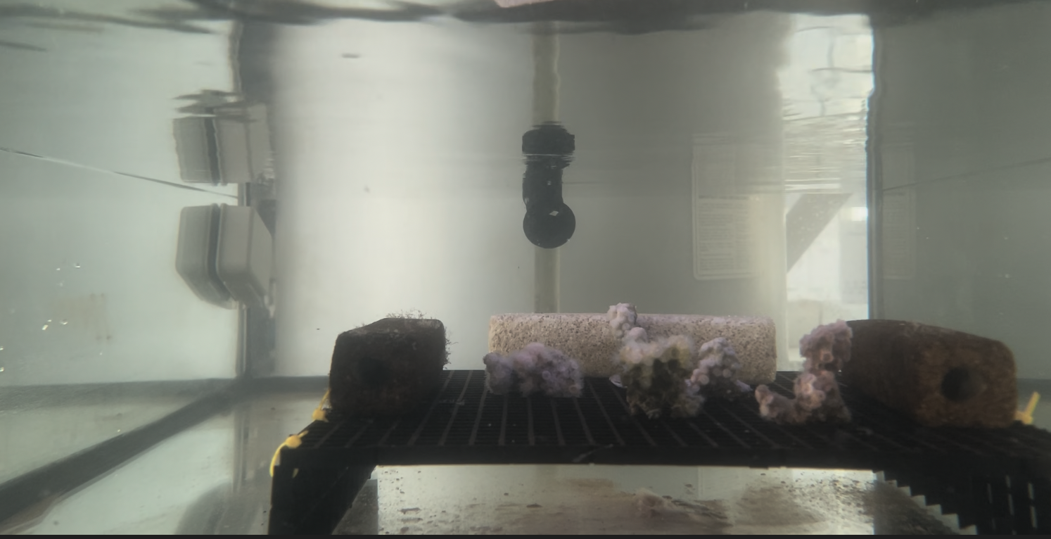 Corals in water