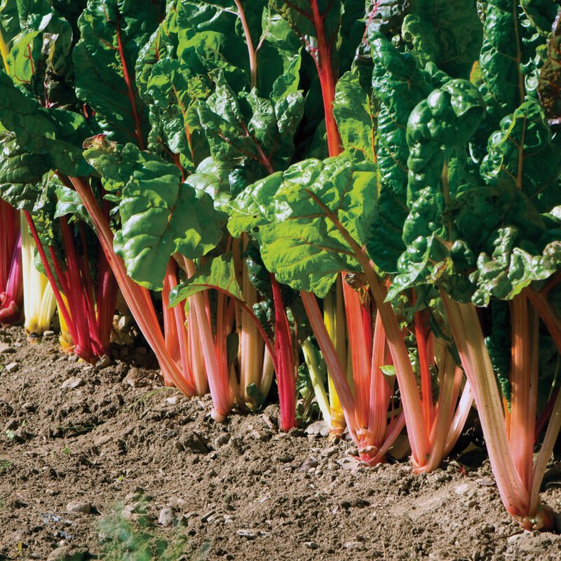 Swiss Chard-Rainbow