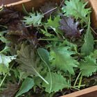 Kale-Baby Mix
