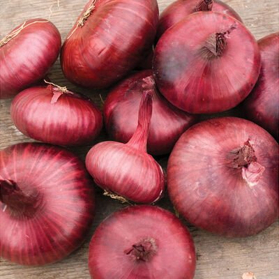 Onion-Red